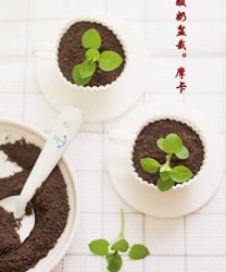 蓝莓酸奶盆栽(甜品点心)的做法步骤