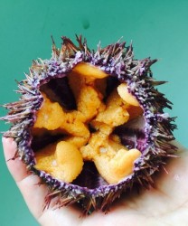 海胆蒸蛋的做法步骤