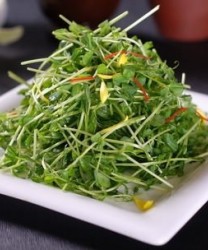 春季养生食谱推荐  营养又美味的八款“芽” 菜