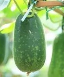 “夏季第一瓜”竟是它！降血脂，护心脏