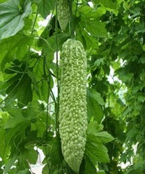 夏季吃“苦”清热 两大苦味食物最消暑