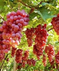 夏天吃葡萄好处多  提神解乏、安神助眠