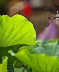 大暑节气如何养生？中暑后这4个饮食禁忌千万别犯！