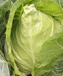 牛心菜营养高 凉拌炝炒味道好