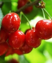 夏季吃樱桃的好处  常吃可滋阴养颜