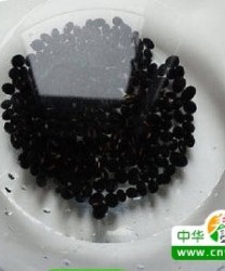 春季有什么养胃粥 简单营养的养胃粥做法
