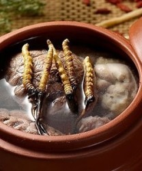 虫草炖什么最好  冬虫夏草炖这些肉滋补又防病