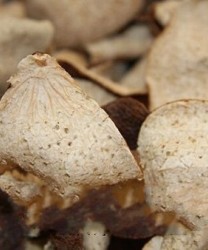 秋季养生保健喝陈皮水 陈皮水有哪些饮用禁忌